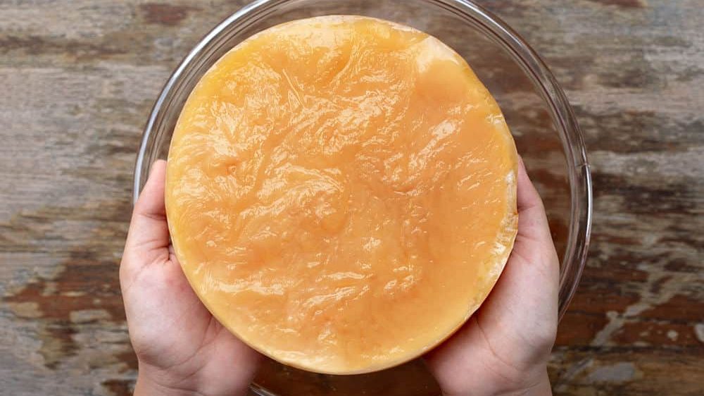 what is a scoby kombucha